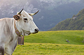 COW 02 KH0180 01
Gascon Cow Standing In Pasture By Mountains In Pyrenees, France