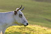 COW 02 KH0181 01
Gascon Cow Surrounded By Flies On Pasture In Pyrenees, France