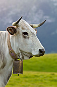 COW 02 KH0182 01
Gascon Cow Standing In Summer Pasture By Mountains In Pyrenees, France
