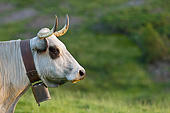 COW 02 KH0183 01
Gascon Cow Standing In Summer Pasture In Pyrenees, France