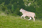 COW 02 KH0184 01
Gascon Calf Galloping In Summer Pasture In Pyrenees, France