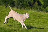 COW 02 KH0185 01
Gascon Calf Galloping In Summer Pasture In Pyrenees, France