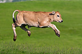 COW 02 KH0186 01
Gascon Calf Galloping In Summer Pasture In Pyrenees, France