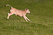 COW 02 KH0187 01
Gascon Calf Galloping In Summer Pasture In Pyrenees, France