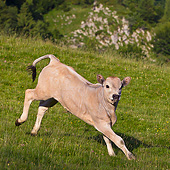 COW 02 KH0188 01
Gascon Calf Galloping In Summer Pasture In Pyrenees, France