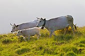 COW 02 KH0189 01
Gascon Cows And Calf Walking Through Summer Pasture At Sunset In Pyrenees, France