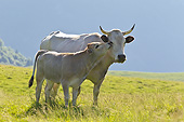 COW 02 KH0190 01
Gascon Calf Nuzzling Cow On Summer Pasture In Pyrenees, France