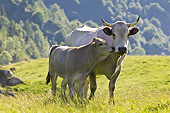 COW 02 KH0191 01
Gascon Calf Nuzzling Cow On Summer Pasture In Pyrenees, France