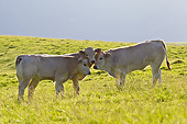 COW 02 KH0192 01
Gascon Cow And Calves Nuzzling On Summer Pasture In Pyrenees, France