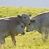 COW 02 KH0193 01
Gascon Cow And Calves Nuzzling On Summer Pasture In Pyrenees, France