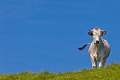 COW 02 KH0194 01
Gascon Cow Standing In Summer Pasture In Pyrenees, France
