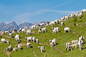 COW 02 KH0195 01
Herd Of Gascon Cows Grazing In Summer Pasture In Pyrenees, France