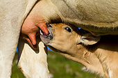 COW 02 KH0196 01
Gascon Calf Nursing In Pyrenees, France
