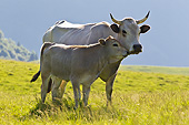 COW 02 KH0197 01
Gascon Calf Nuzzling Cow On Summer Pasture In Pyrenees, France
