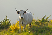 COW 02 KH0198 01
Gascon Cow Grazing In Summer Pasture In Pyrenees, France