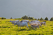 COW 02 KH0199 01
Herd Of Gascon Cows Grazing In Summer Pasture At Sunset In Pyrenees, France