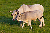 COW 02 KH0200 01
Gascon Cow And Calf Nuzzling In Summer Pasture In Pyrenees, France