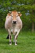 COW 02 KH0203 01
Nantaise Cow Standing In Meadow In Brittany, France