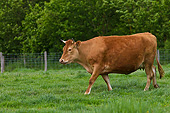 COW 02 KH0204 01
Froment du Leon Cow Walking In Meadow In Brittany, France