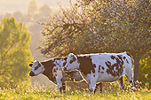 COW 02 KH0205 01
Two Normandy Cows Grazing In Spring Orchard At Sunset In Normandy, France