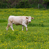 COW 02 KH0206 01
Charolais Cow Walking Through Spring Meadow France