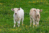 COW 02 KH0207 01
Two Charolais Calves Standing In Spring Meadow France