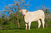 COW 02 KH0208 01
Charolais Calf Standing In Spring Orchard France