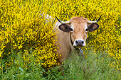 COW 02 KH0210 01
Aubrac Cow Standing In Yellow Wildflowers In Pyrenees, France