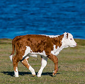 COW 02 KH0213 01
Hereford Calf Trotting By Sea In Falkland Islands