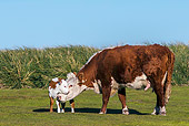 COW 02 KH0214 01
Hereford Cow Cuddling Calf By Tall Grass In Falkland Islands