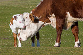 COW 02 KH0216 01
Hereford Cow Cuddling Calf In Pasture Falkland Islands