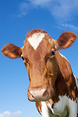 COW 02 LS0070 01
Head Shot Of Guernsey Cow Standing In Pasture