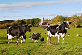 COW 02 LS0071 01
Holstein Cows Mingling In Pasture By Red Dairy Farm