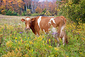COW 02 LS0072 01
Guernsey Cow Standing In Pasture With Goldenrod And Purple Asters