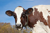 COW 02 LS0074 01
Portrait Of Ayrshire Cow Standing In Pasture Vermont
