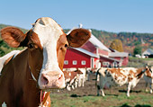 COW 02 LS0075 01
Portrait Of Ayrshire Cow Standing By Barn And Other Cows Vermont