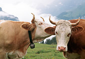 COW 02 LS0076 01
Close-Up Of Two Simmental Cows Standing In Pasture Switzerland