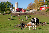 COW 02 LS0077 01
Holstein Cows Grazing In Pasture By Red Dairy Farm Buildings Granville, New York