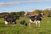 COW 02 LS0078 01
Holstein Cows Grazing In Pasture By Red Dairy Farm Buildings Granville, New York