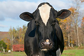 COW 02 LS0079 01
Close-Up Of Holstein Cow Standing At Edge Of Woodland