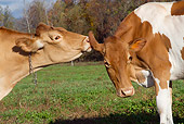 COW 02 LS0080 01
Close-Up Of Guernsey Cows Grooming In Autumn Pasture