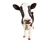 COW 02 MB0002 01
Wide Angle Shot Of Holstein Cow On White Seamless