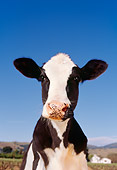 COW 02 RK0002 45
Wide Angle Head Shot Of Dairy Cow Facing Camera Blue Sky