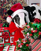 COW 02 RK0014 11
Black And White Calf Wearing Santa Hat Standing By Presents