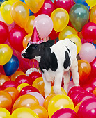 COW 02 RK0016 07
Black And White Dairy Calf Standing Among Balloons Wearing Party Hat