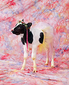 COW 02 RK0018 15
Black And White Calf Wearing Tutu