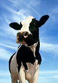 COW 02 RK0039 04
Wide And Low Angle Of Black And White Cow Standing Cloudy Blue Sky