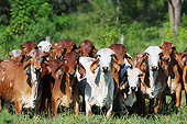COW 02 SS0001 01
Group Of Gir Cows Standing In Pasture