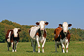 COW 02 WF0002 01
Domestic Cows Standing In Pasture