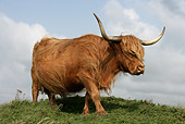 COW 02 WF0003 01
Highland Cow Grazing On Pasture